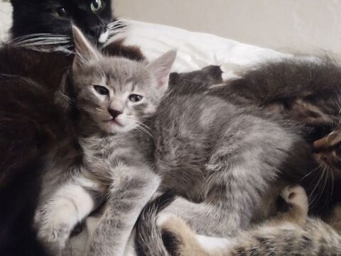 Donne gratuitement chatons x658730193 0 13820 Ensus-la-redonne