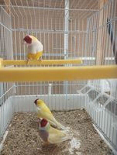   Diamant gould mle  
