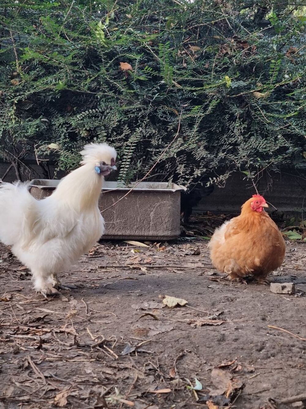   Poule, coq... 