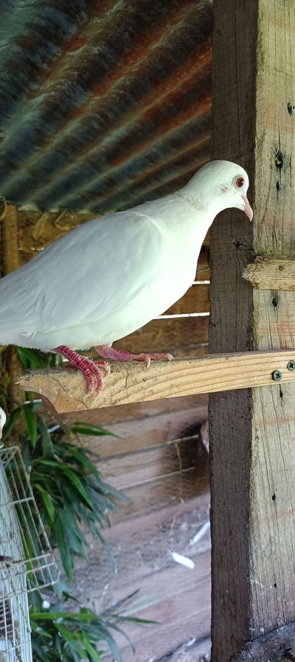   Colombe  
