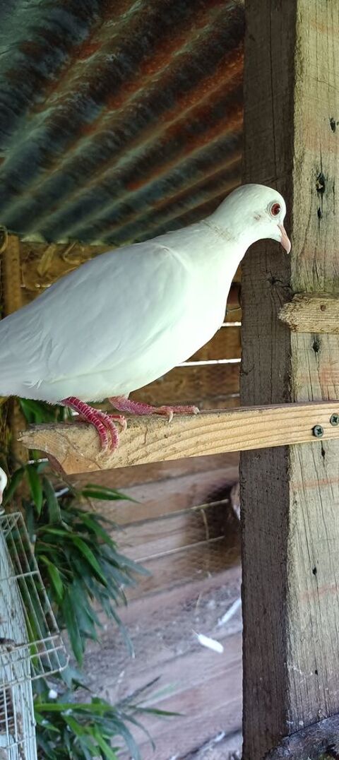 Colombe  8 56200 La gacilly