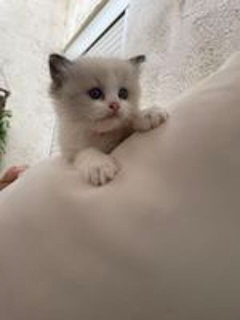   Chat Ragdoll 