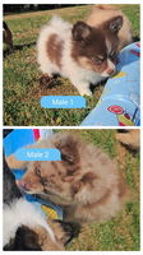   Pomchi mâle poils longs 2 mois 