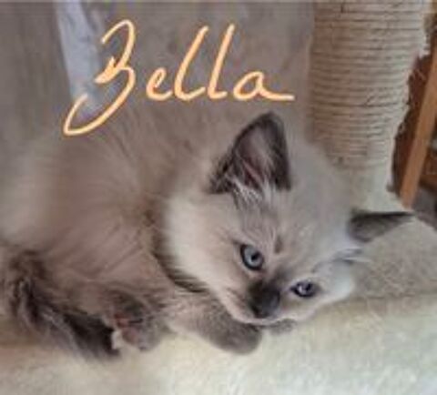   vend quatre femelle Ragdoll sur Derval 44590 