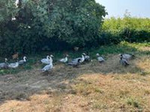   canards marins / de barbarie 