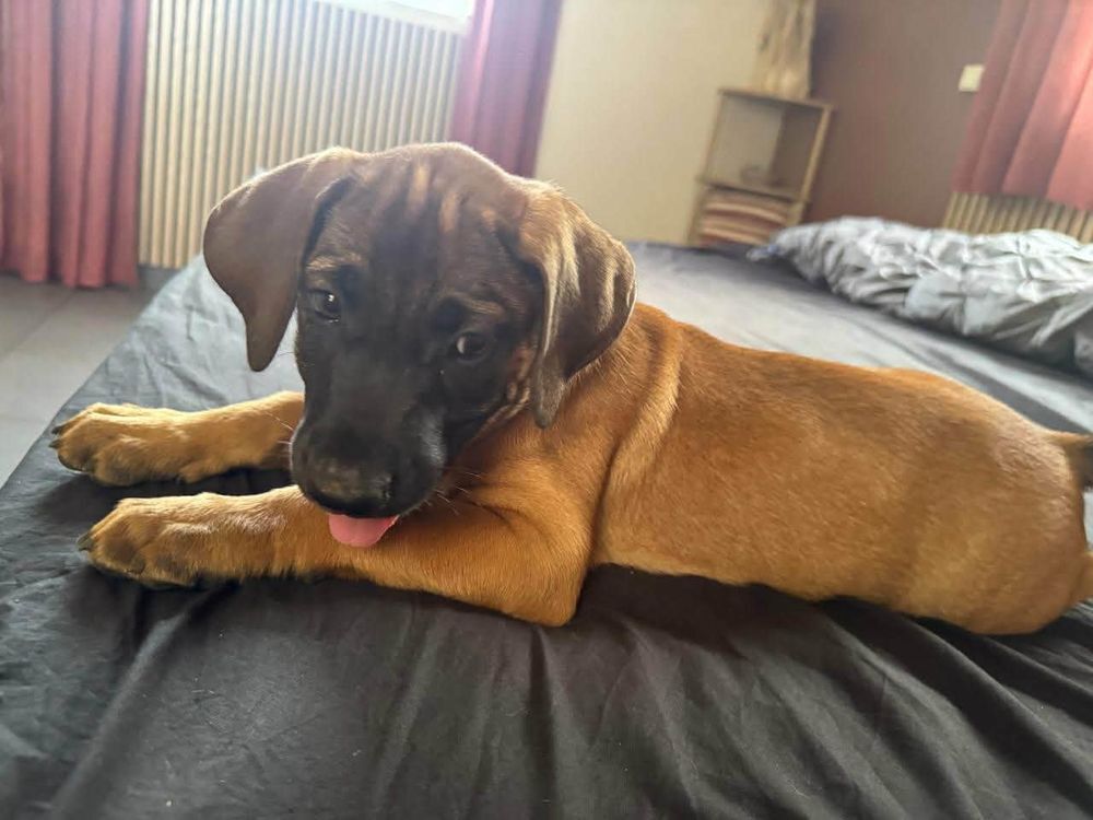   Banjo, un amour de toutou 