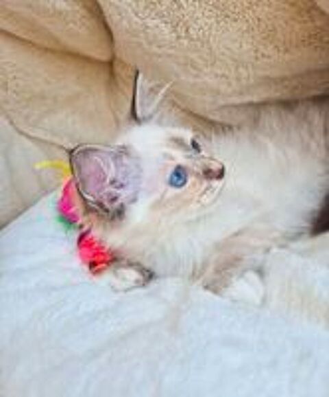   Magnifique chaton sacré de birmanie LOOF  