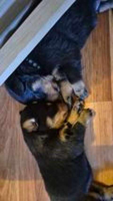   Nous vendons des chiots Beauceron LOF. 