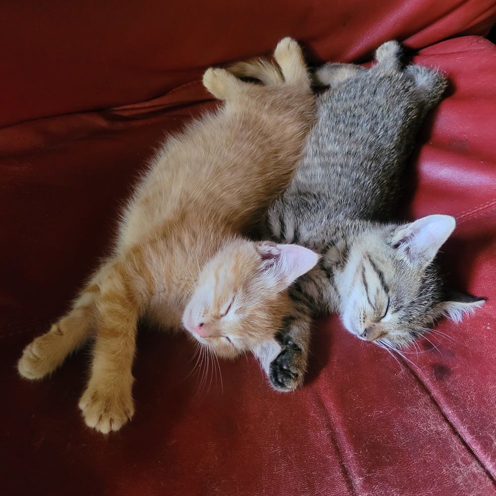   Je donne chatons  