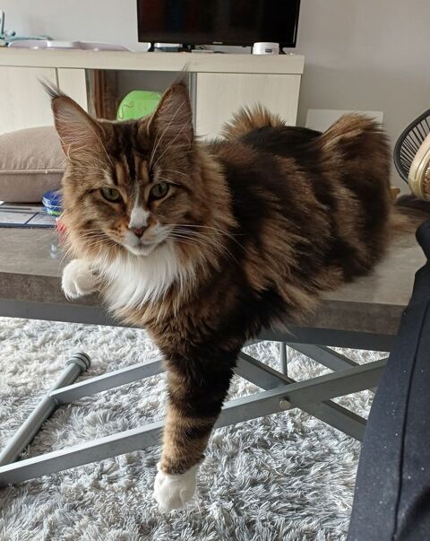 Femelle maine coon loof 450 51100 Reims