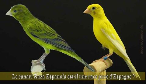 canaris raza 30 33240 Saint-andr�-de-cubzac