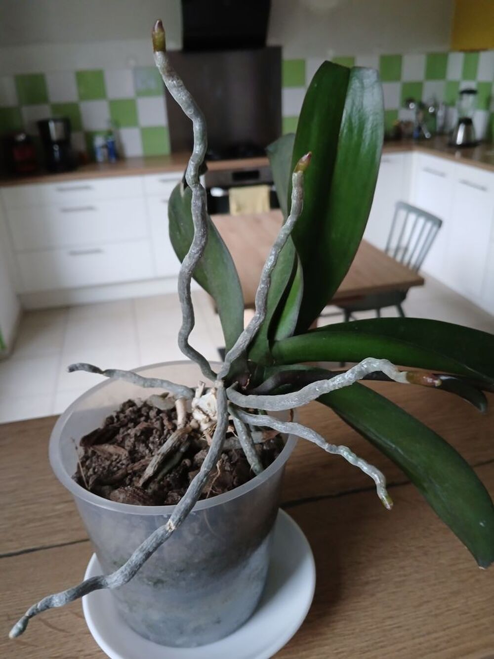 Plantes verte Jardin