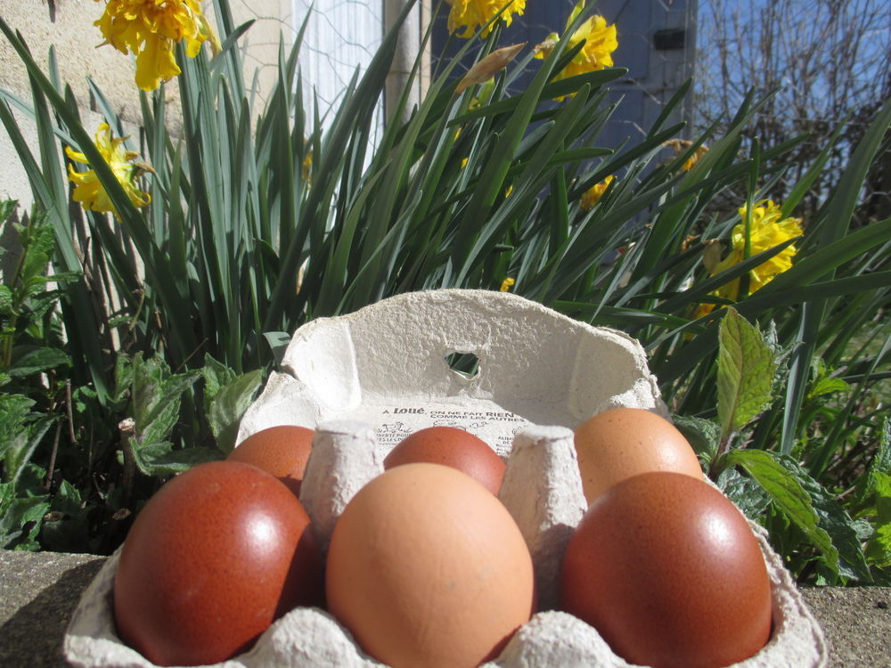   Oeufs frais bio plein air
