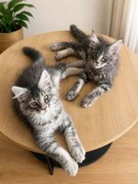  Chatons Maine Coon LOOF - Grand gabarit - Prêts à    reservé 