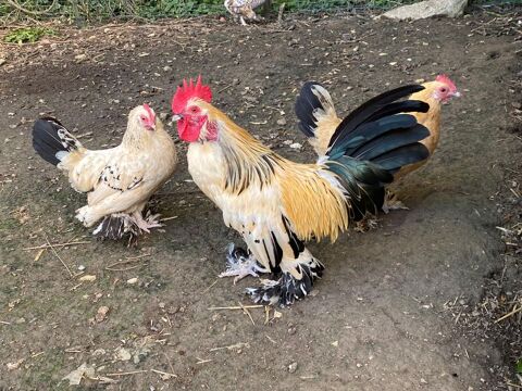 Coq Sabelpoot de 2025 0 02600 Saint-pierre-aigle