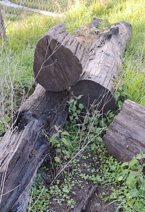 Bois 1 Girancourt (88)