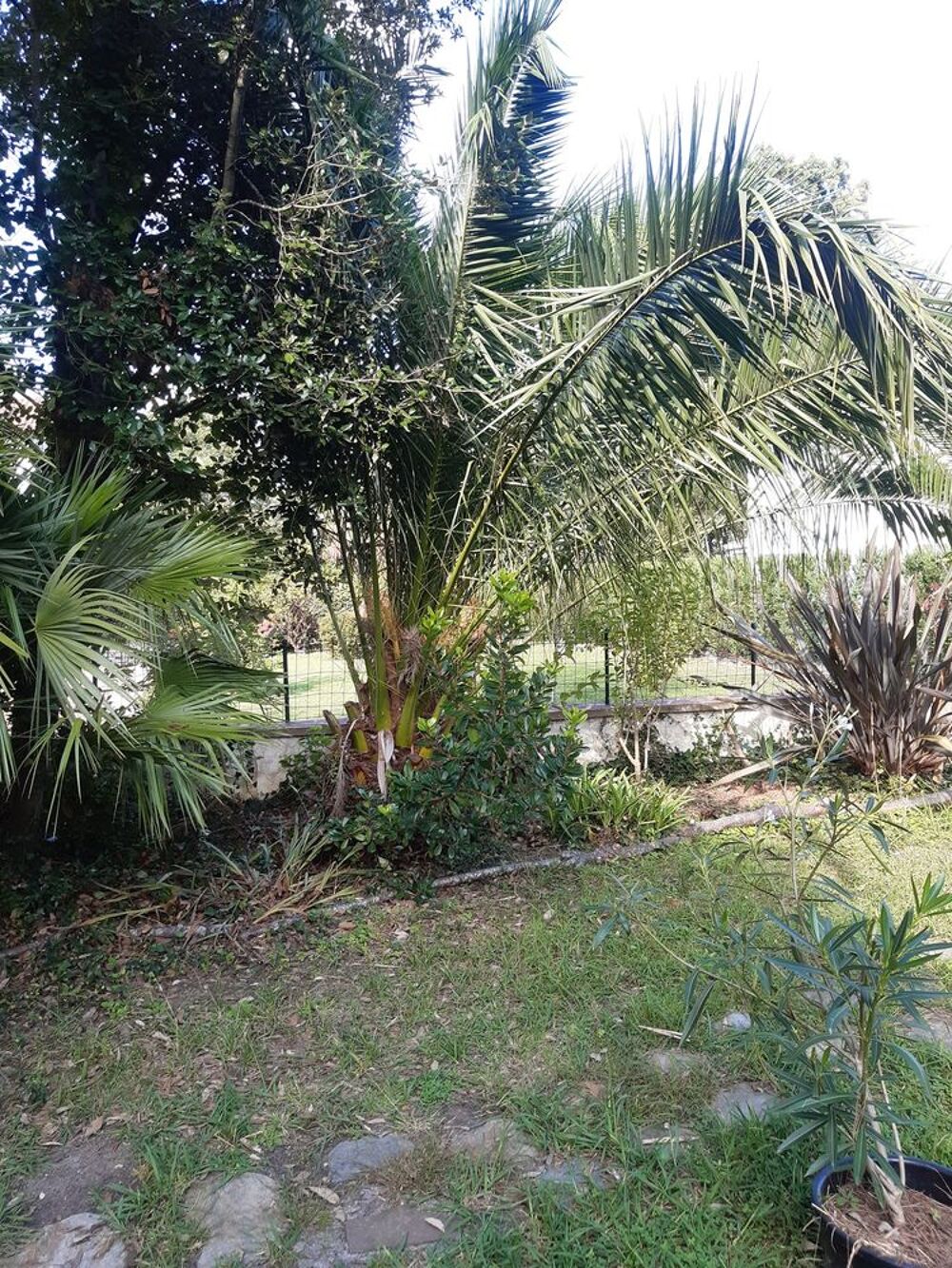 Grand palmier de type Phoenix Canariensis (15 ans) Jardin