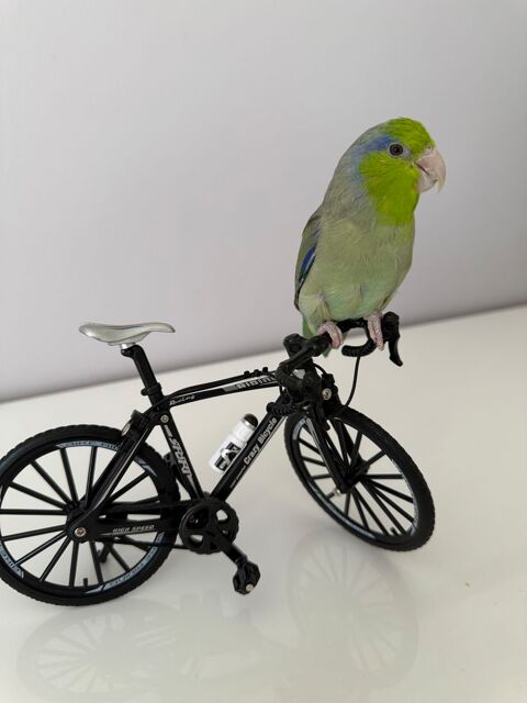 Toui c&eacute;leste 1 an 60 93600 Aulnay-sous-bois