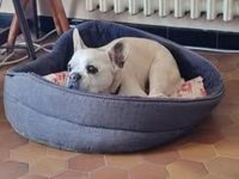   Chien BATAILLE à l adoption 