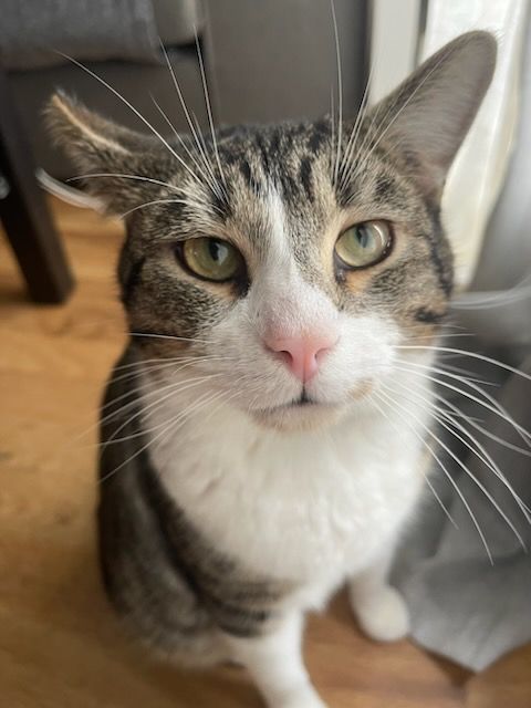 DOUILLET CHAT TIGRE BLANC 7 ANS 1/2 195 92260 Fontenay-aux-roses
