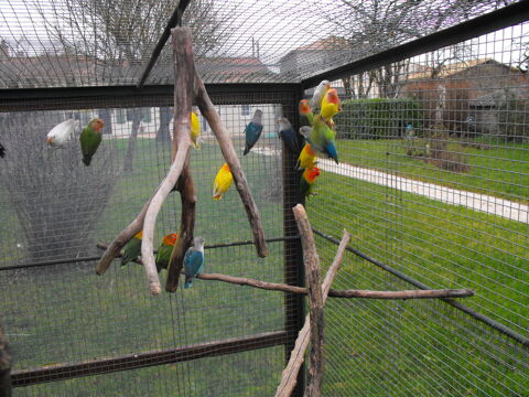 Céde oiseaux
25 79500 Saint-gnard