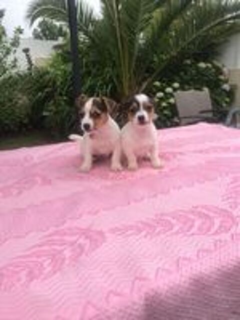   Chiots Jack Russel 