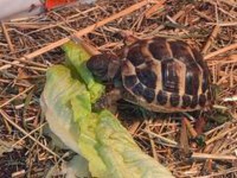   Tortue de terre juvénile 