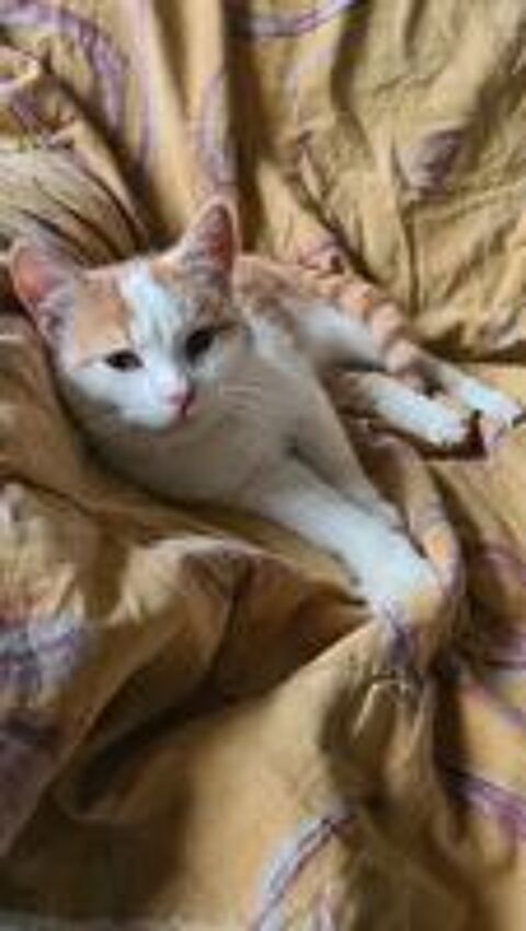   UNYX jeune chat roux et blanc  adopter 