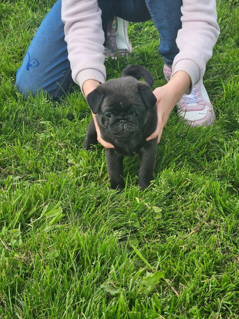 chiot carlin 1300 72270 Bousse