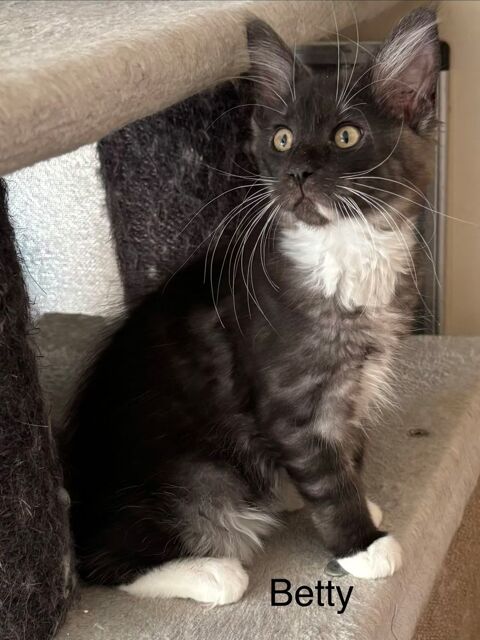Magnifique chatons Maine coon 1000 91670 Angerville