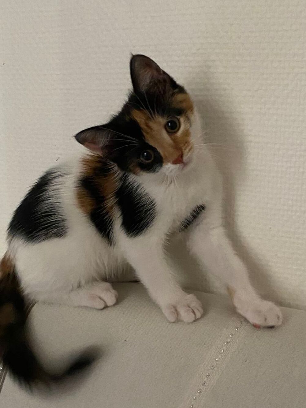   Donne adorable petite chatte câline et très joueuse  