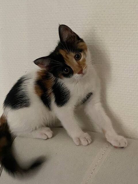 Donne adorable petite chatte c&acirc;line et tr&egrave;s joueuse  0 75002 Paris