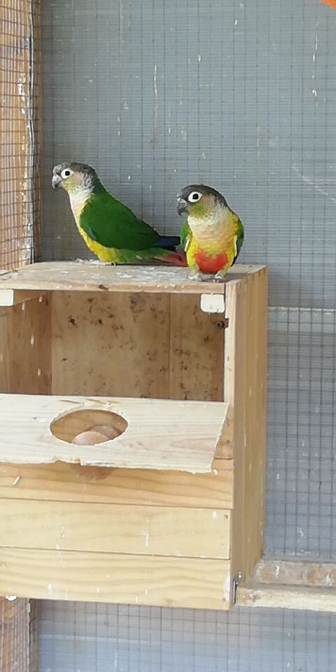  conure de Molina (pyrrhura molinae) 60 24530 Champagnac-de-belair