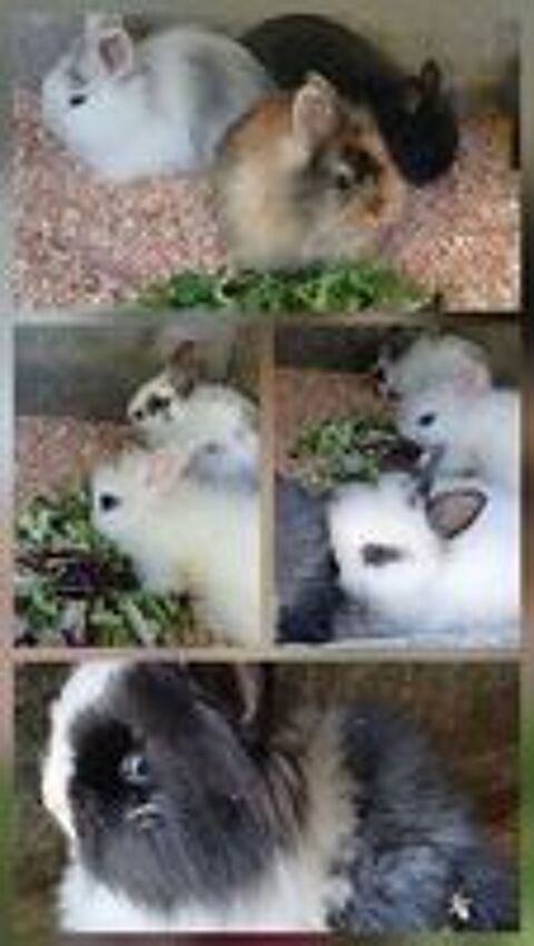   Lapin nain 