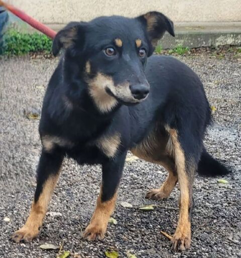 ABBA, &eacute;pagneul nain, 6 mois (femelle) 200 34500 B�ziers