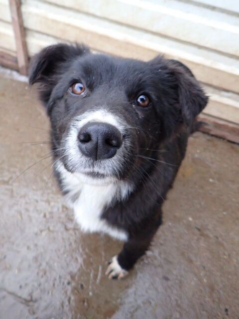 Speedy &agrave; l'adoption 320 33000 Bordeaux