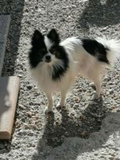   spitz  femelle  adulte  lof 