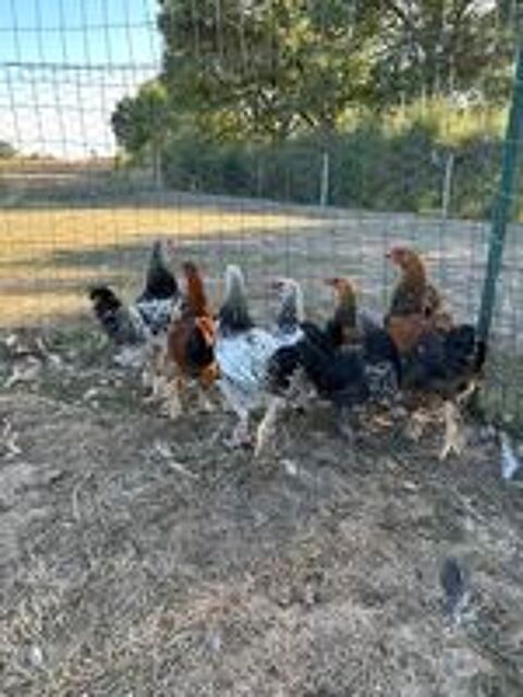   Coq 
