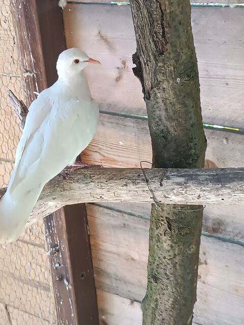 Oiseaux voli&egrave;res 6 72320 Lamnay