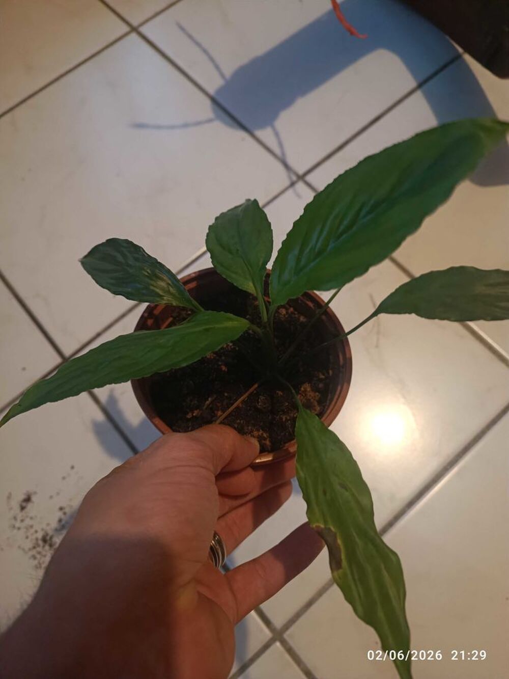 diff&eacute;rente plantes d'int&eacute;rieur spathiphyllum5€, mis&egrave;re pourpre2€ et chlorophytum 2€ Décoration