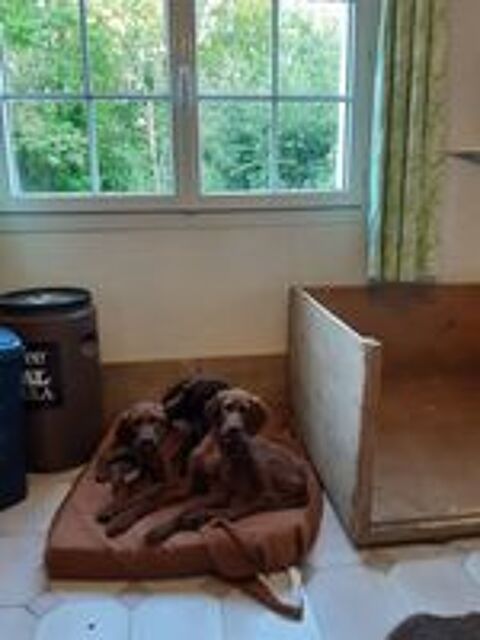   chiot setter irlandais 