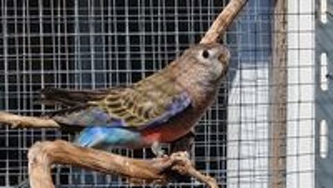   Male Bourke porteur Rubino 