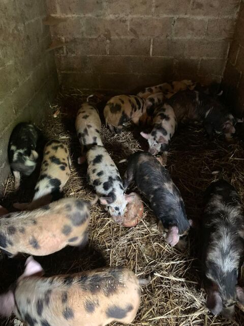 cochon kune kune 100 14220 Tournebu