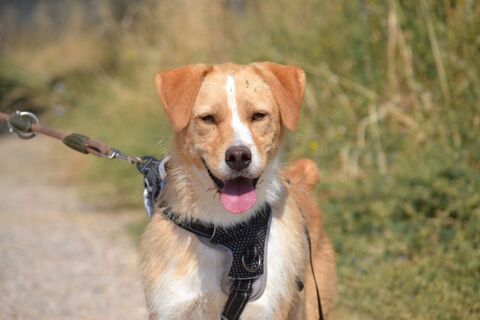 OSO, un amour de chien joueur et affectueux 315 24140 Douville