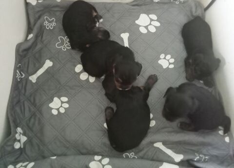 Yorkshire chiots &agrave; r&eacute;server 1000 85600 Montaigu