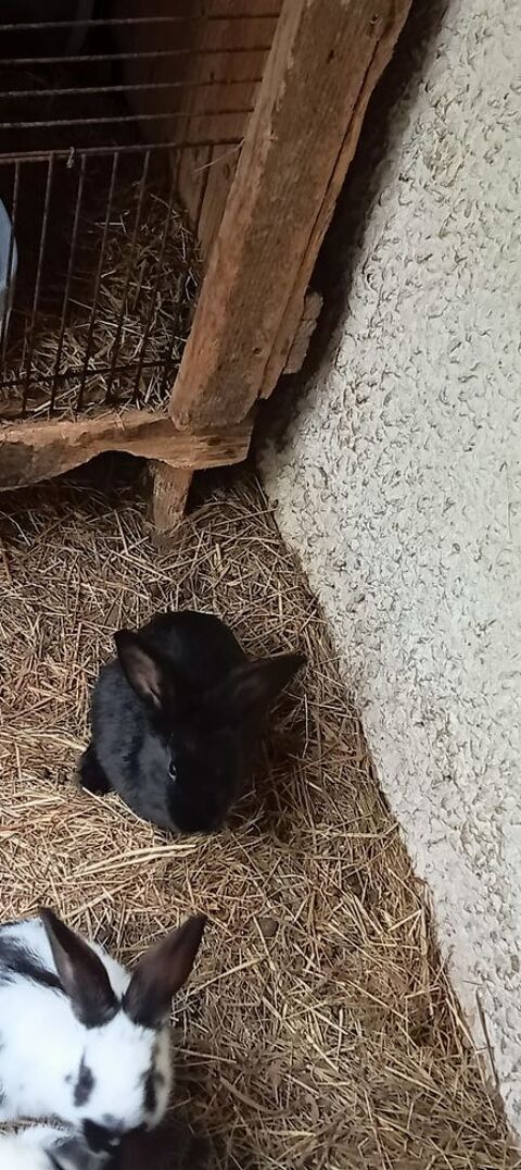 Lapin papillon 15 33125 Saint-magne