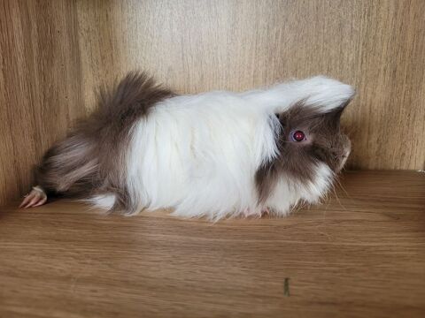 Cochons d'inde p&eacute;ruviens m&acirc;les disponibles 20 56460 S�rent