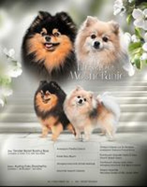   2 chiots Spitz Petit LOF 
