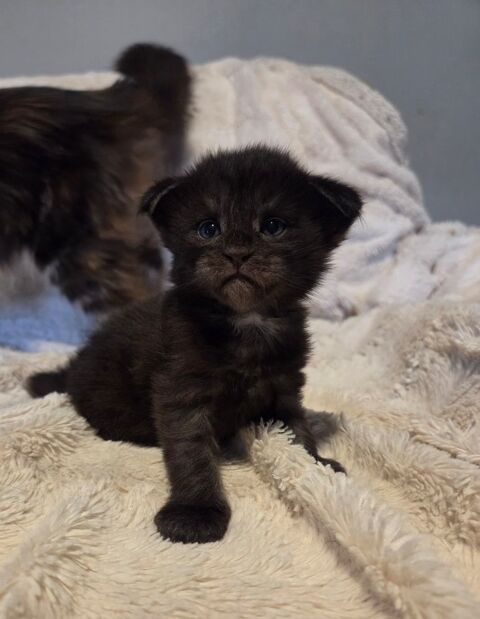 Chatons Maine Conns 1500 68700 Cernay