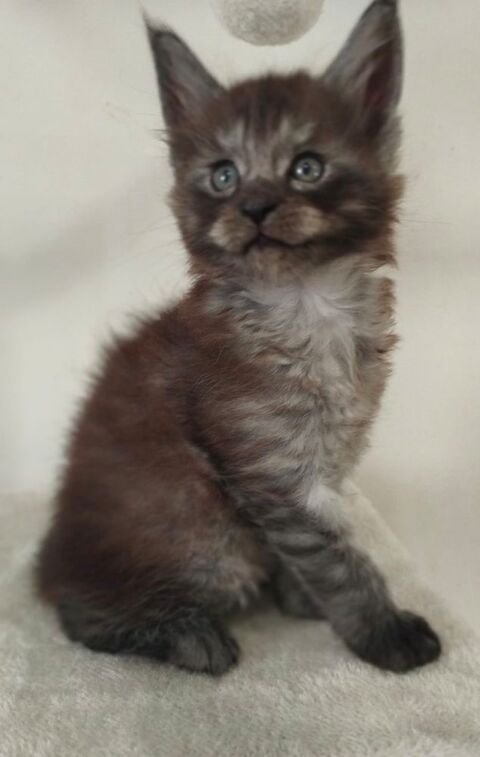 MAINE COON 2 CHATONS NON LOOF  800 34480 Puimisson